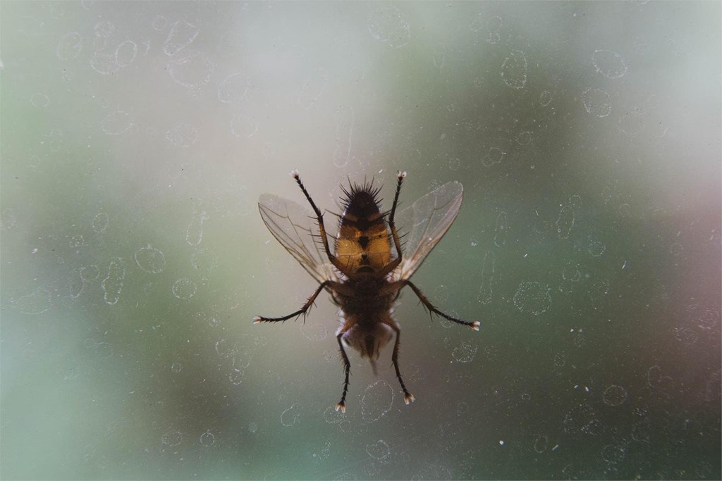 Entran muchas moscas en mi vivienda... ¿cómo le pongo solución?